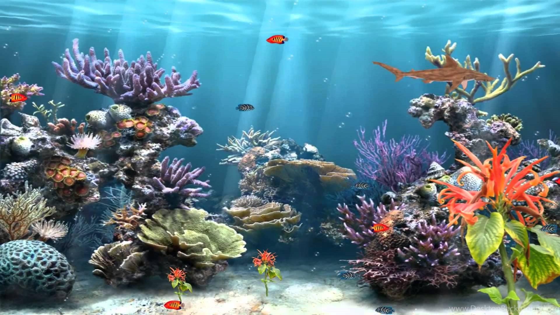 Aquarium Wallpapers 22 – HD Wallpaper, Wallpapers Pics The Best