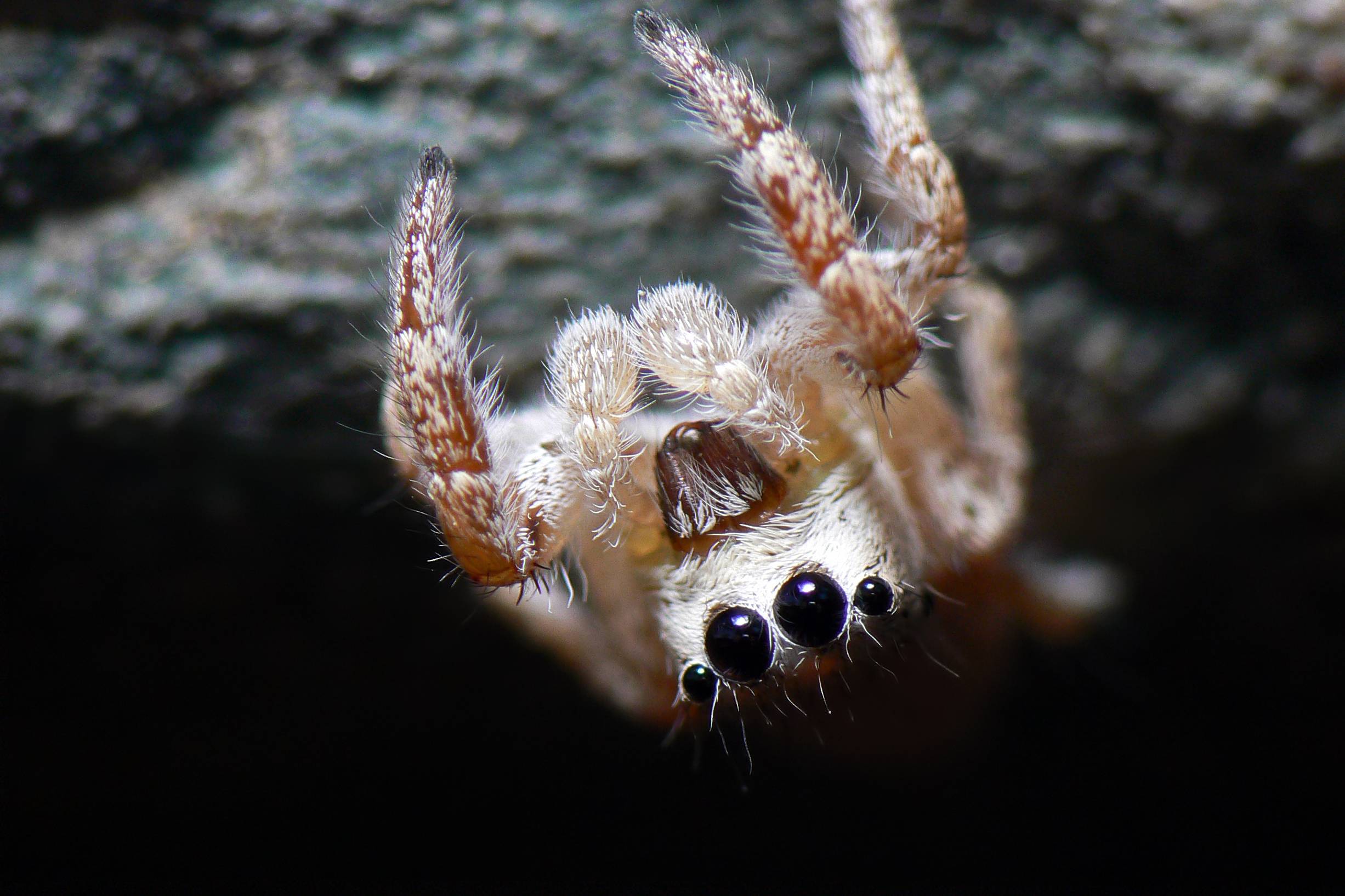 Spider Wallpapers 100