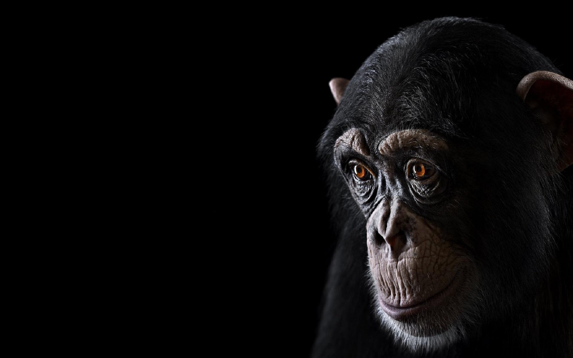 PC.85: Chimpanzee Wallpapers