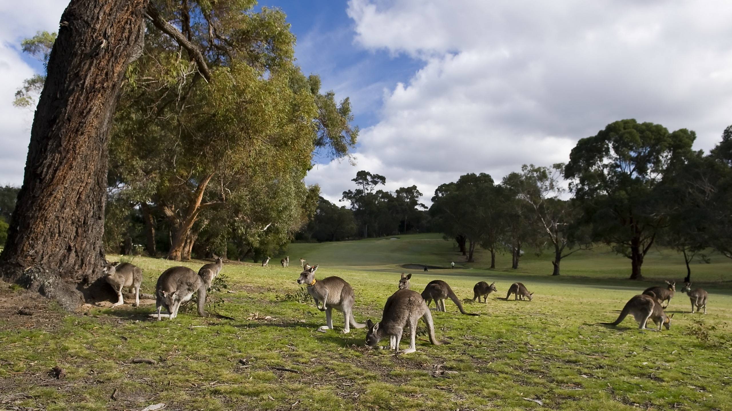 Kangaroo Eating Grass Wallpapers Computer