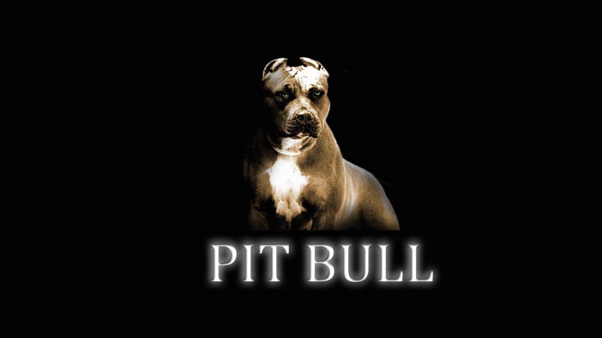 Pitbull Dog New Wallpapers