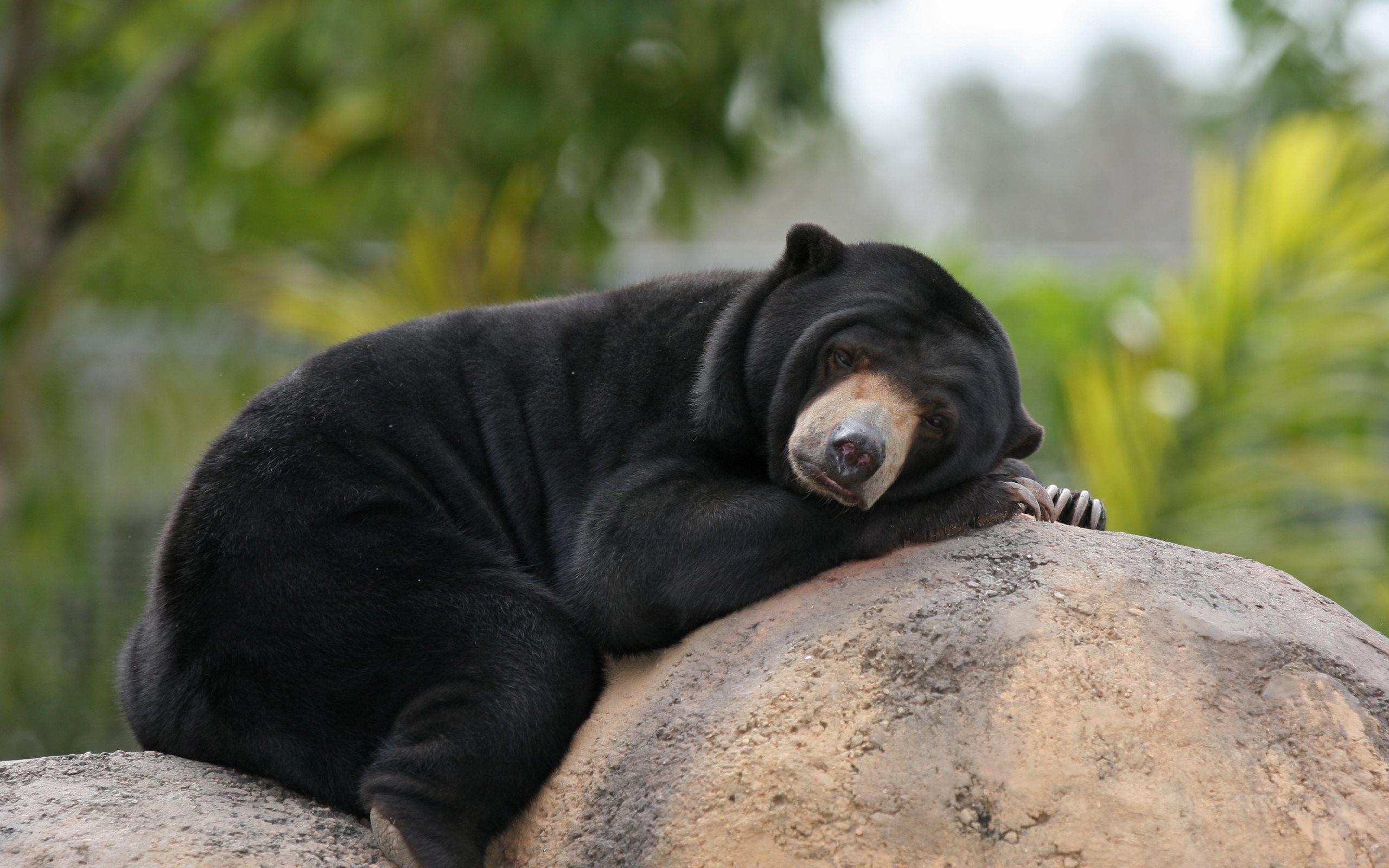 Download wallpapers Malayan Sun Bears, bear, lazy bear