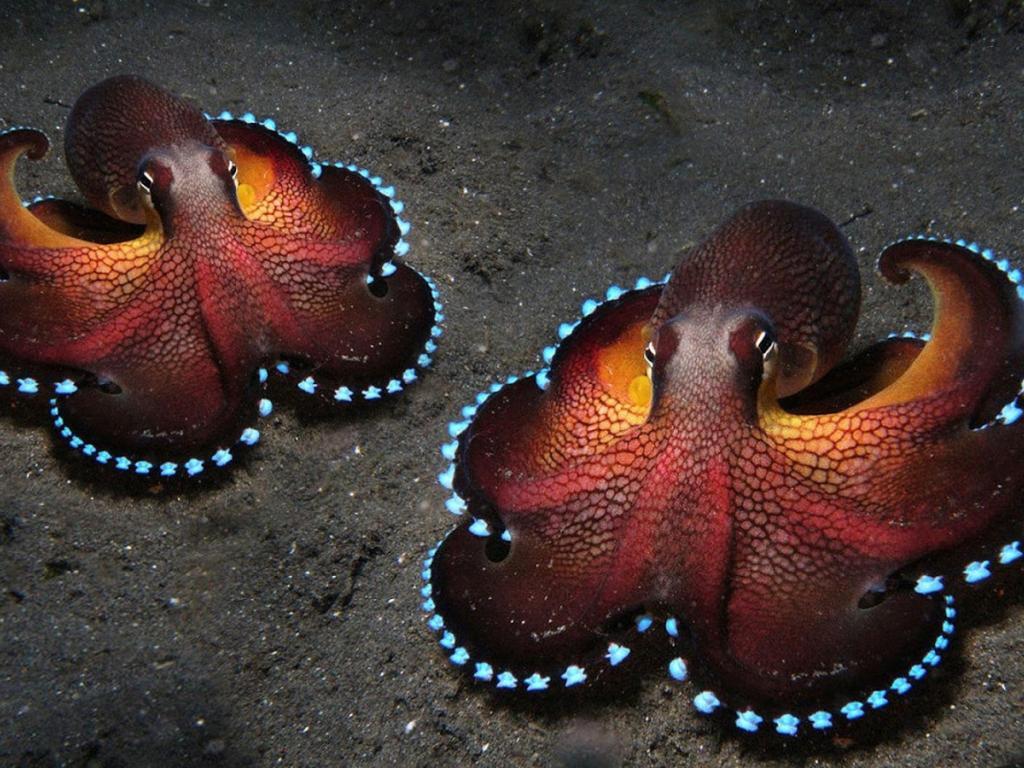 Octopus Wallpapers 8