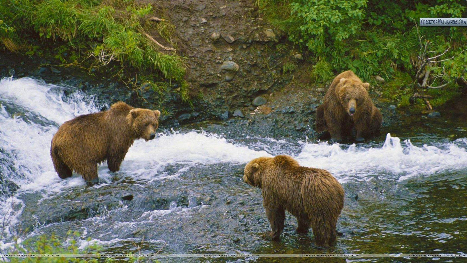 Meeting of Minds, Brown Bears, Alaska Wallpapers