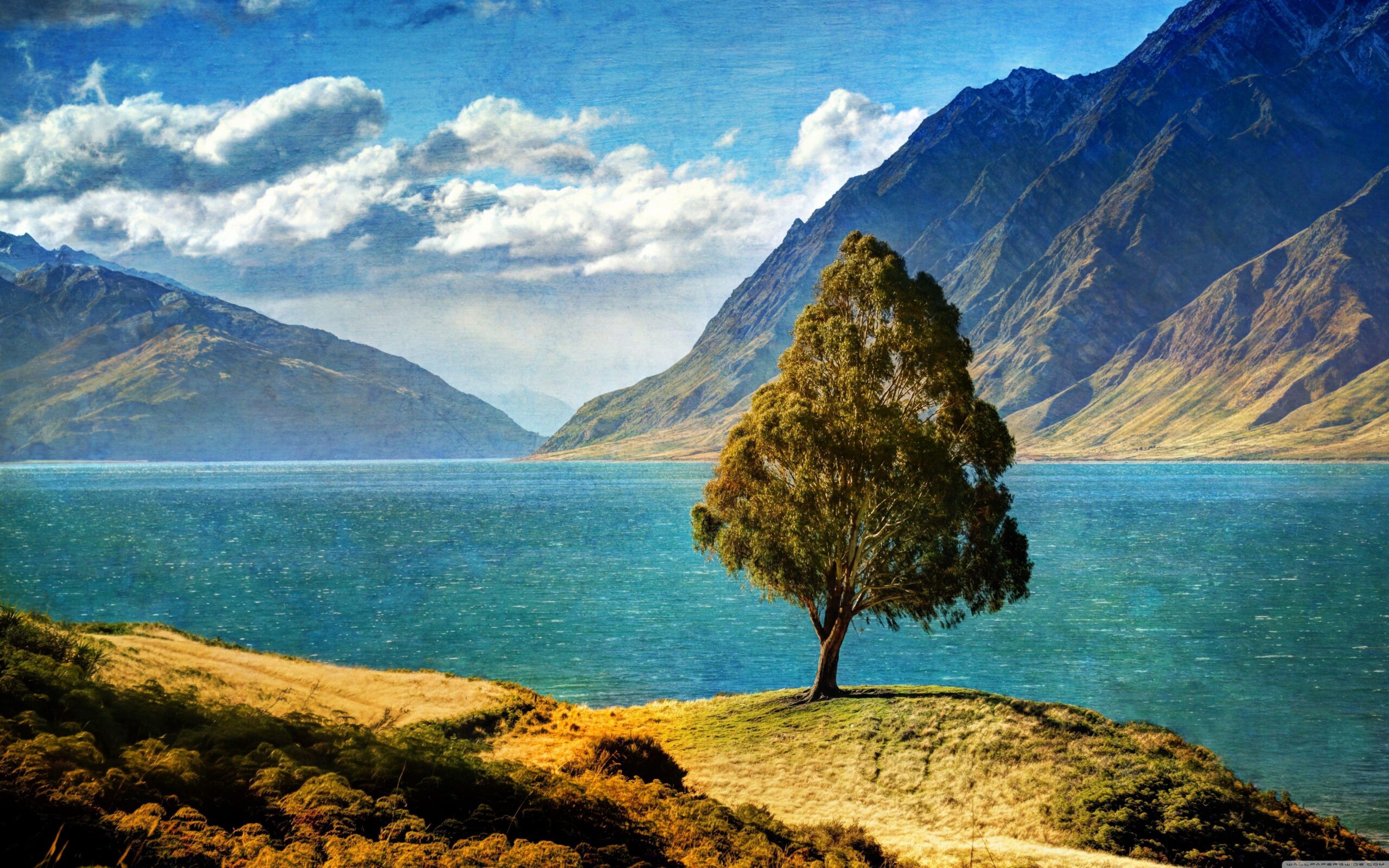 Tree By The Lake HD desktop wallpapers : High Definition