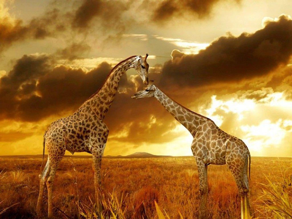 Best wallpapers of Giraffes at Safari 1024×768