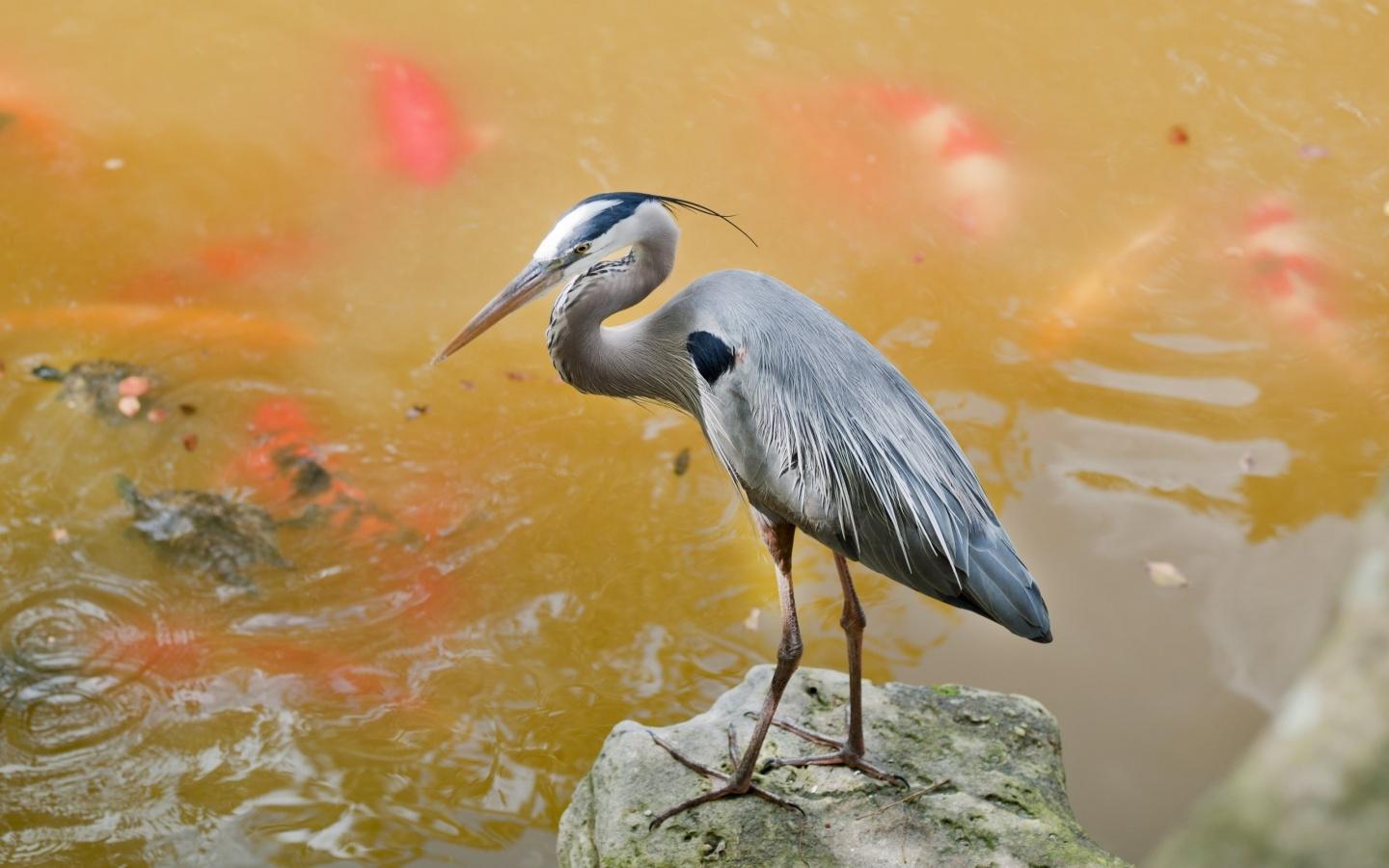 Heron Wallpapers and Backgrounds Image