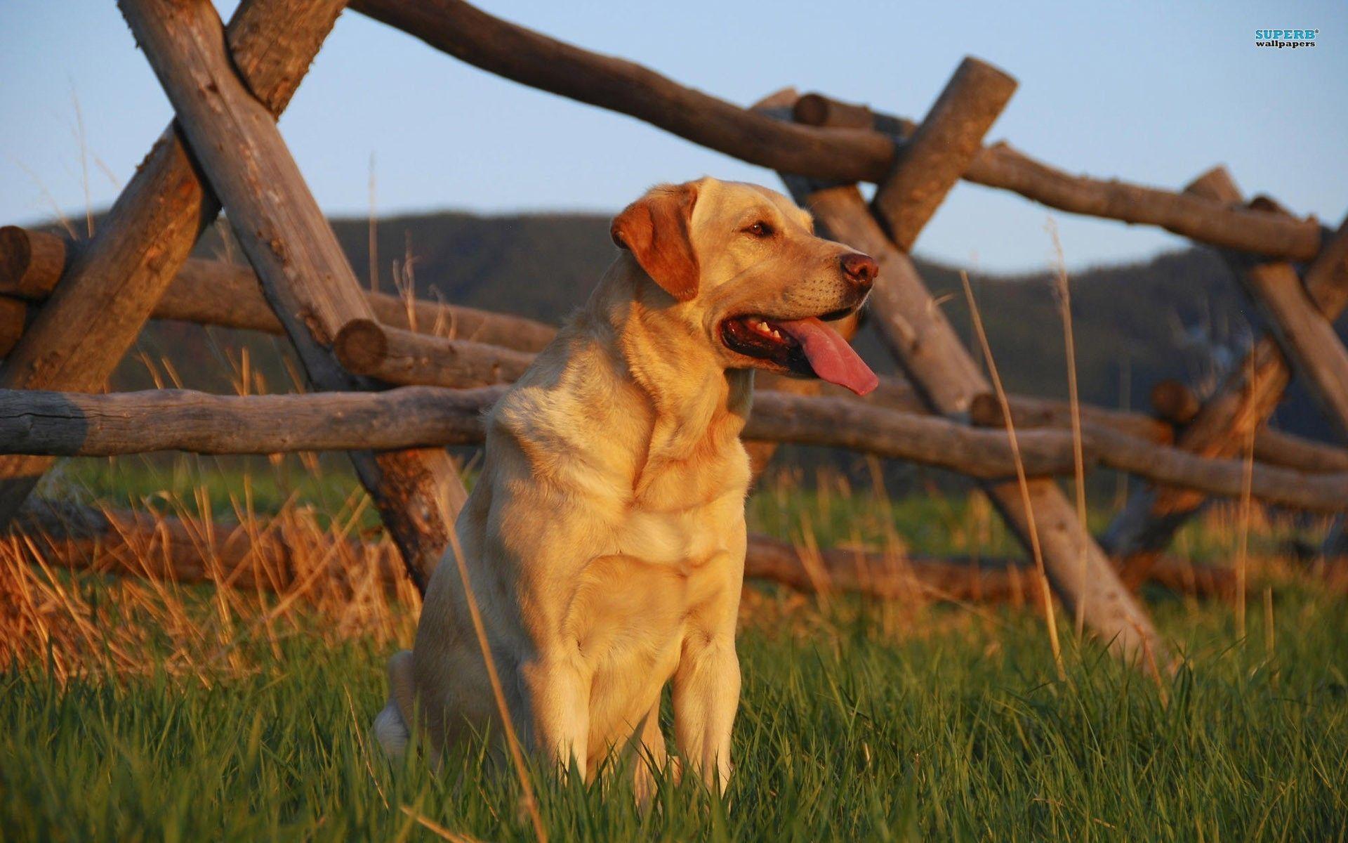 Labrador wallpapers