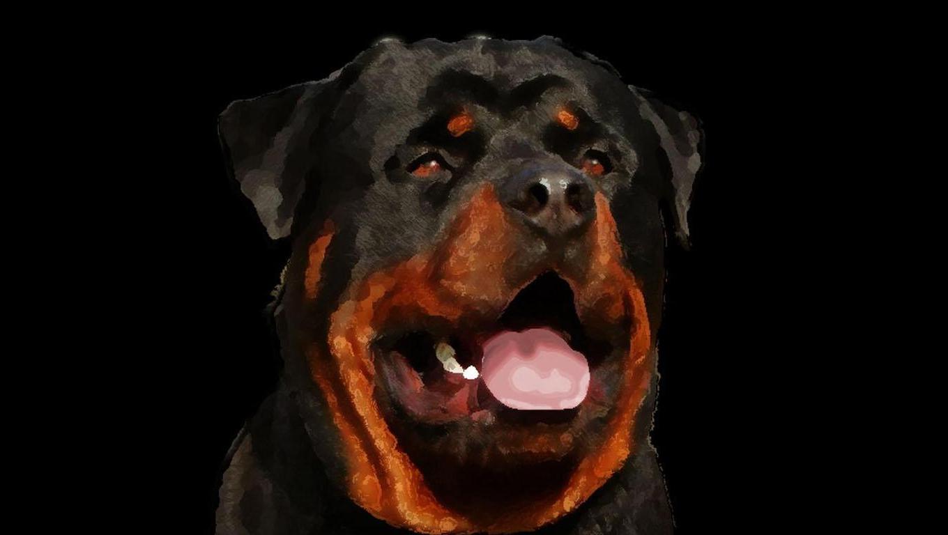 Rottweiler Wallpapers 28932 Wallpapers