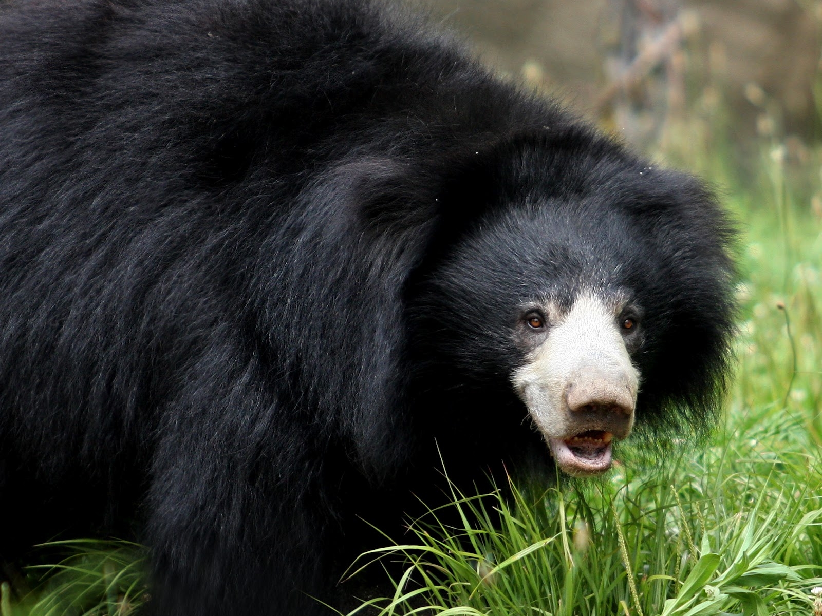 Sloth Bear Wallpapers and Backgrounds Image