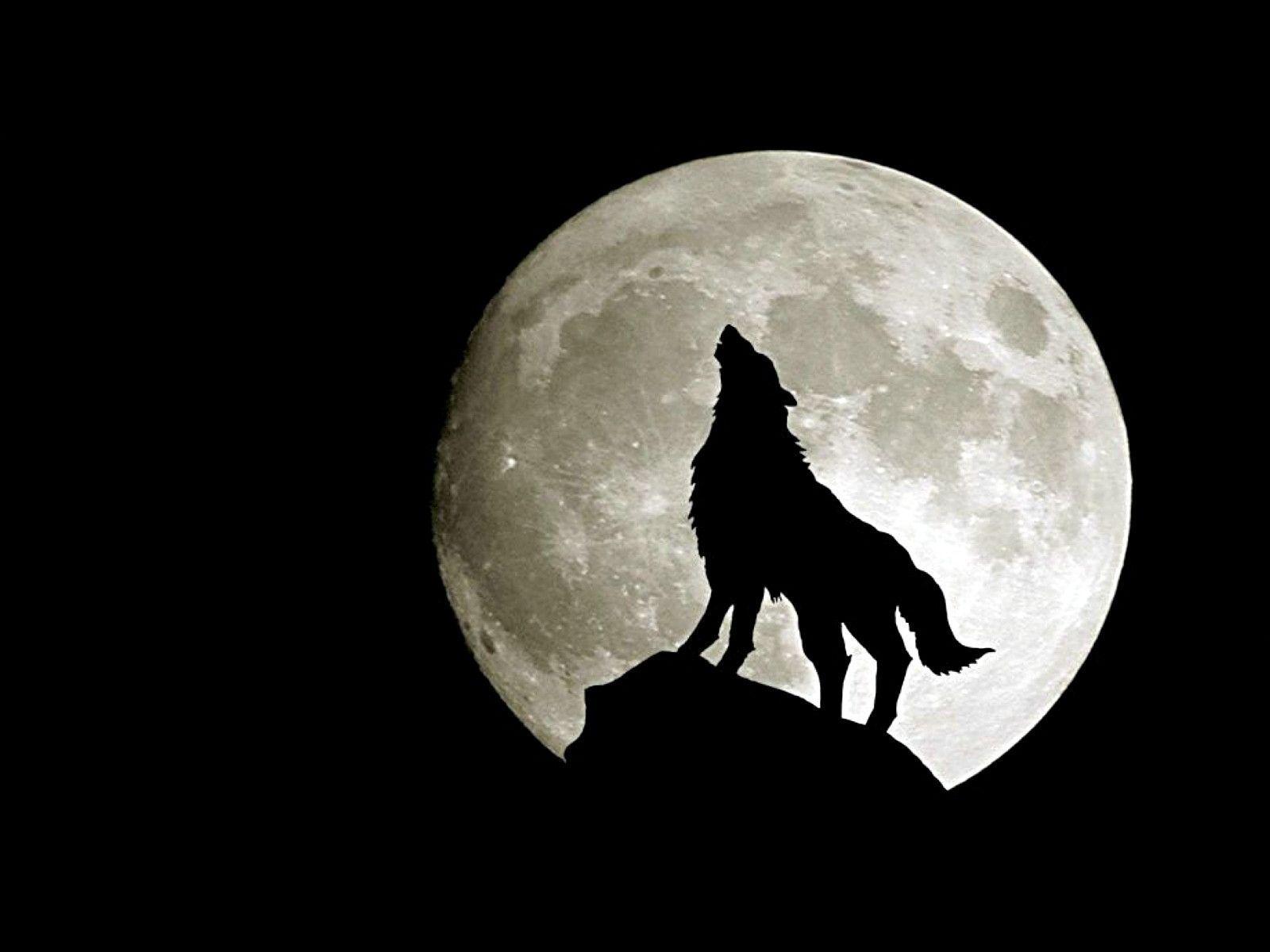 745 Wolf Wallpapers