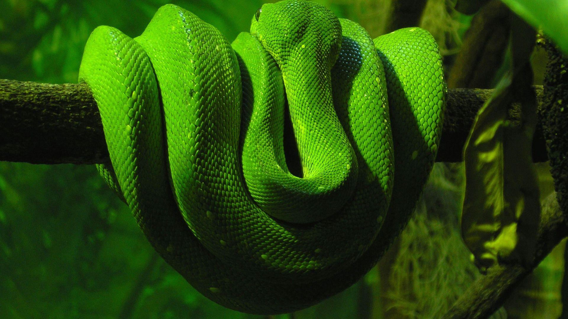 Amazing Green Anaconda HD Wallpapers