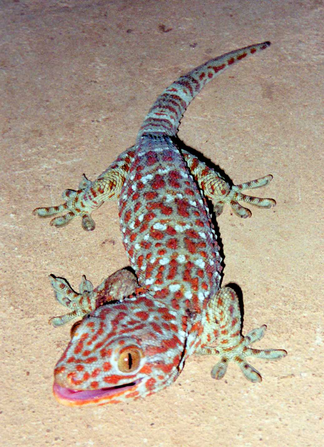 Gecko