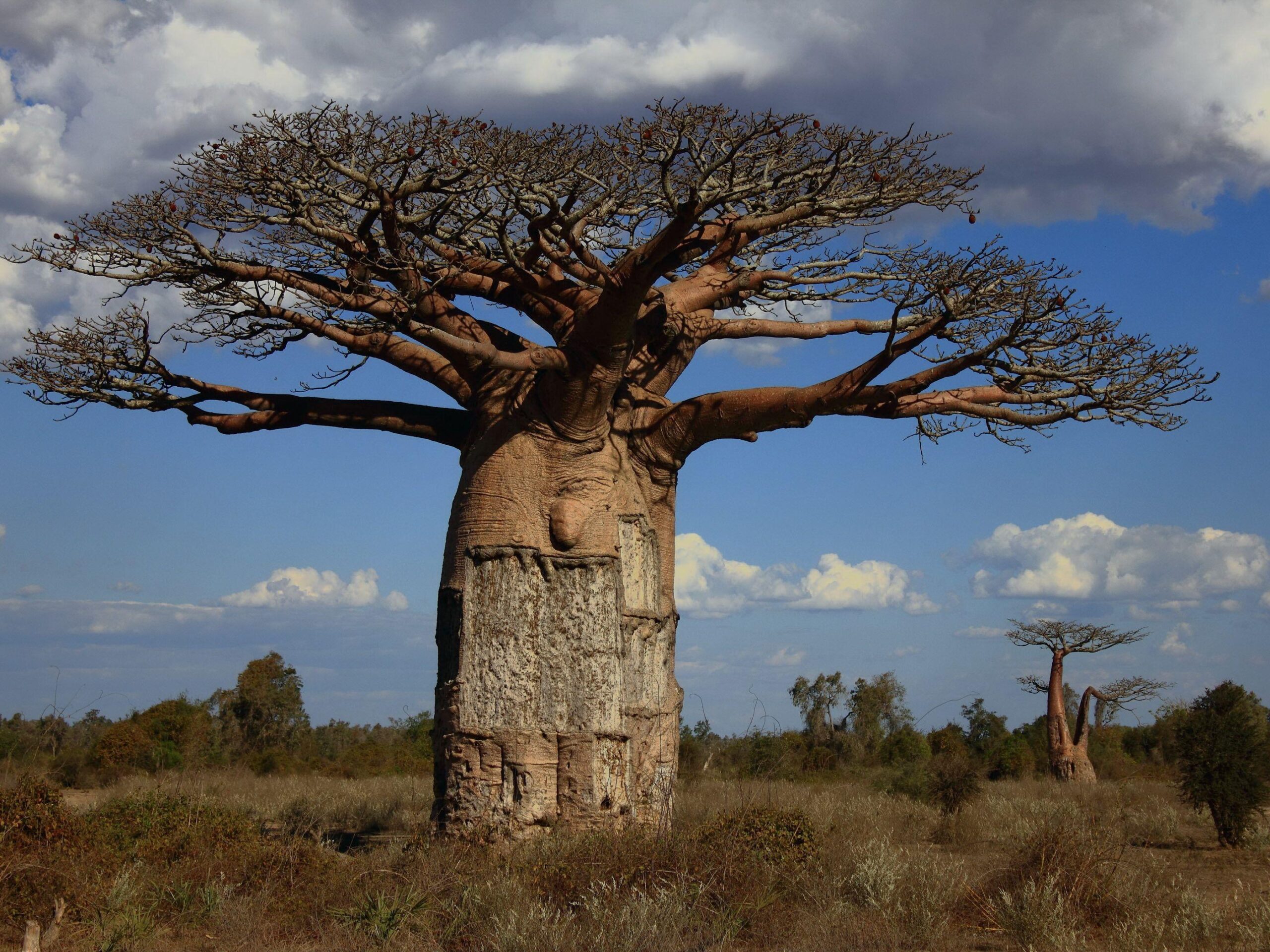 35 best Baobab image