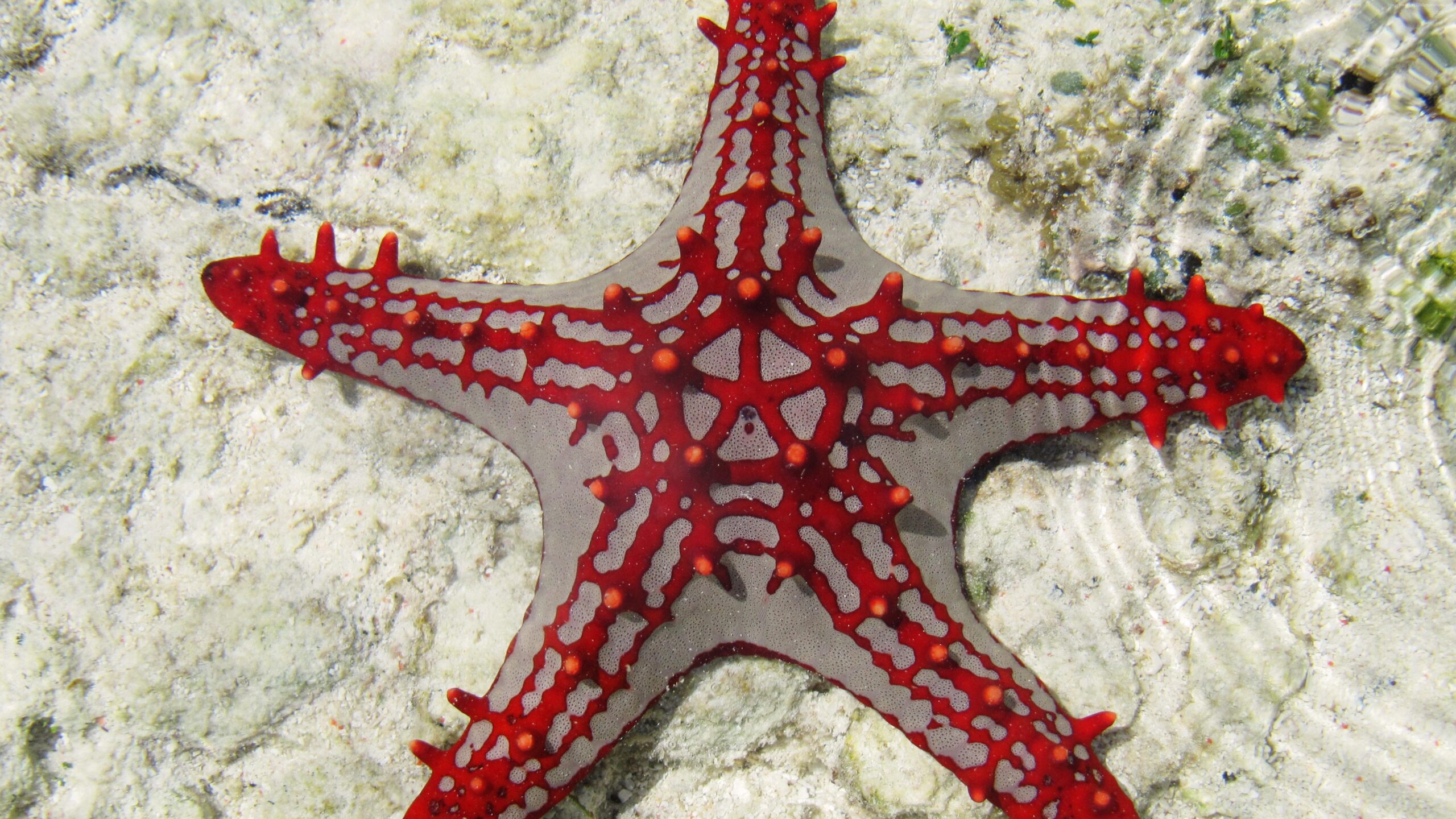 Sea Star Zanzibar Africa Diving Tourism Underwater Fish 5k Wallpapers