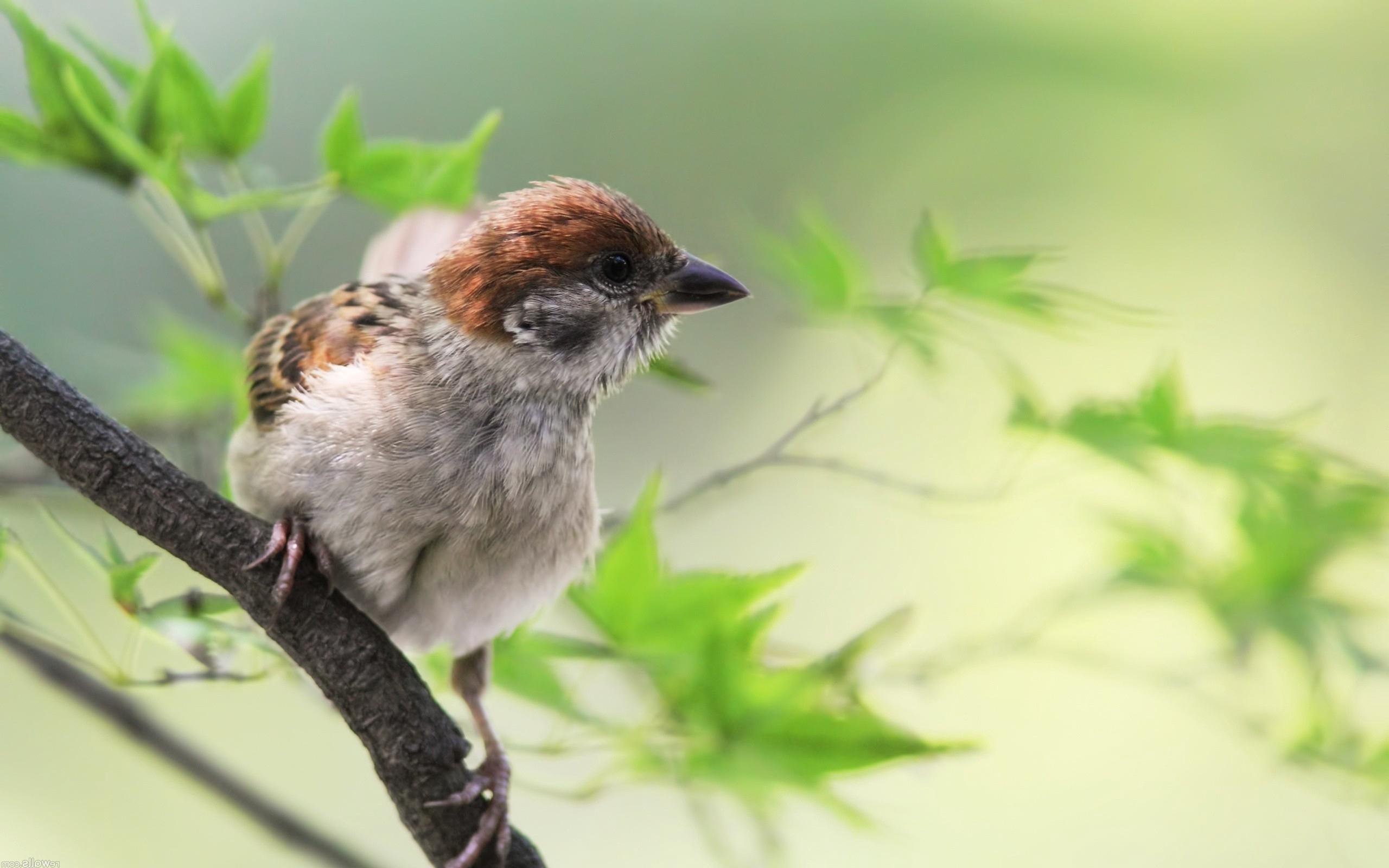 Download wallpapers sparrow, bird, branch, sit