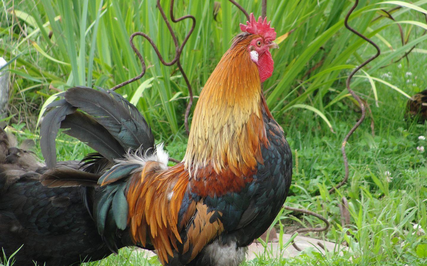 Rooster Wallpapers photo and wallpaper. All Rooster Wallpapers pictures