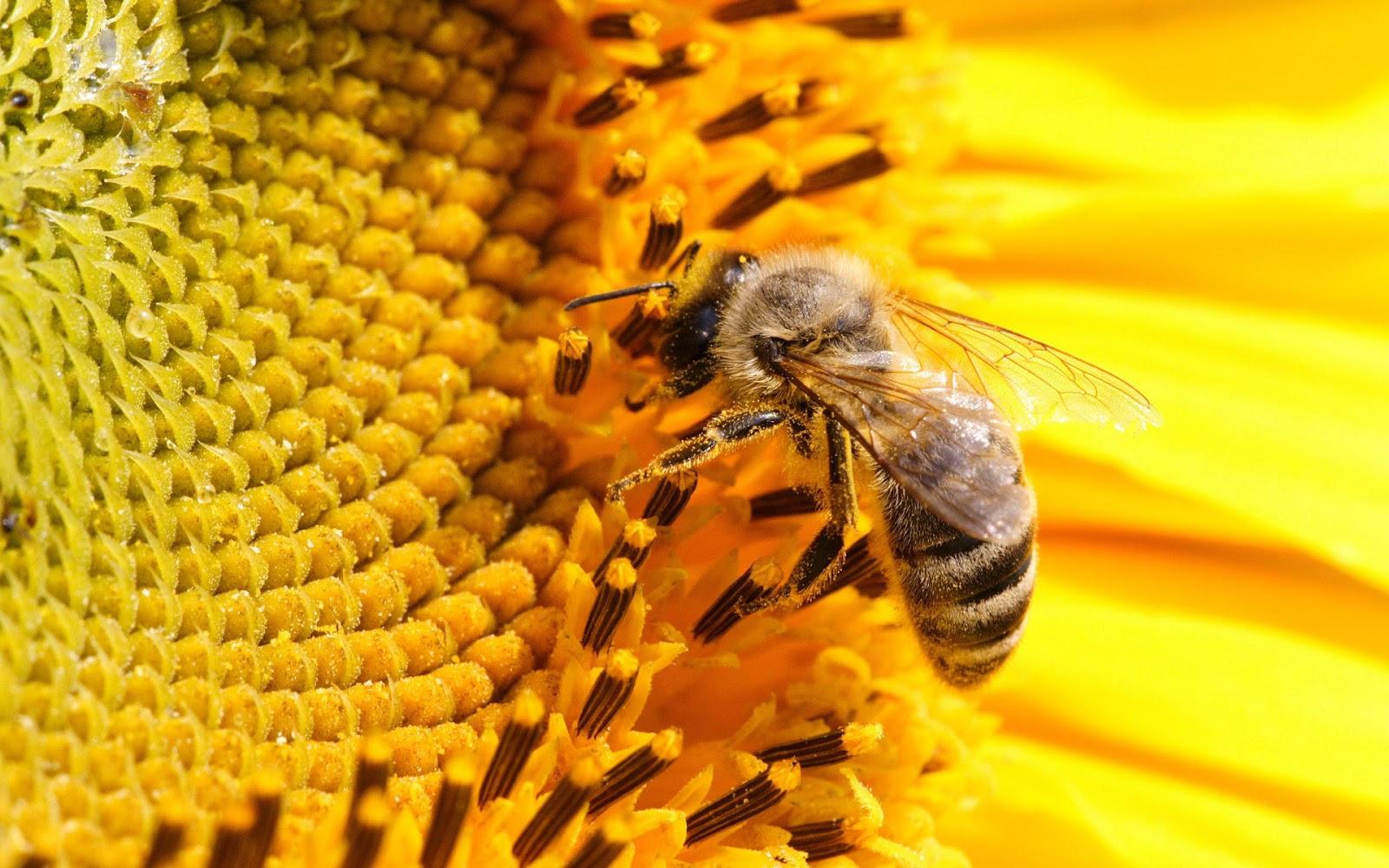 Latest Bee HD Wallpapers Image And Photos Free Download