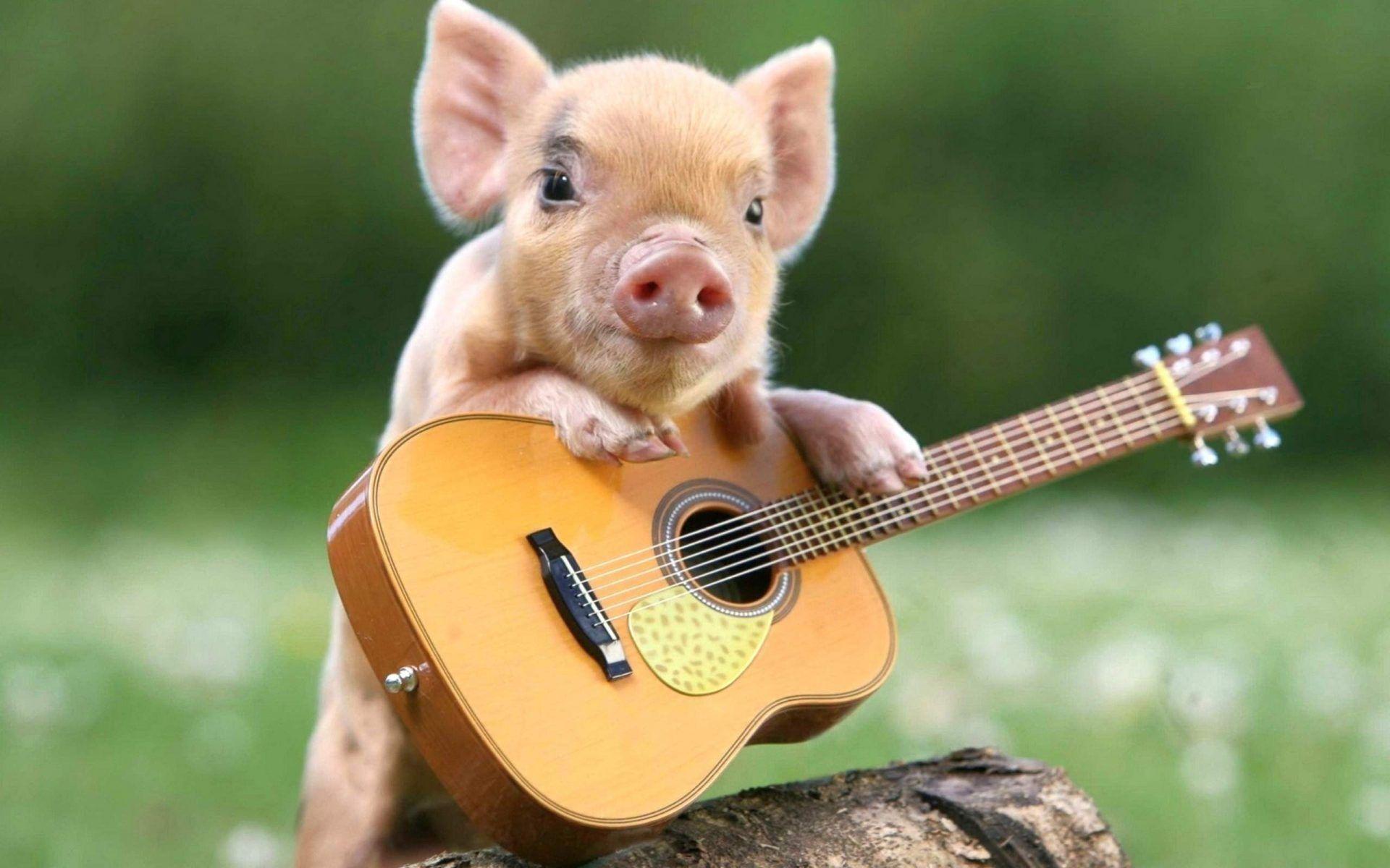 Cute Pig Wallpapers HD Download For Desktop Of Little Cute Piglet