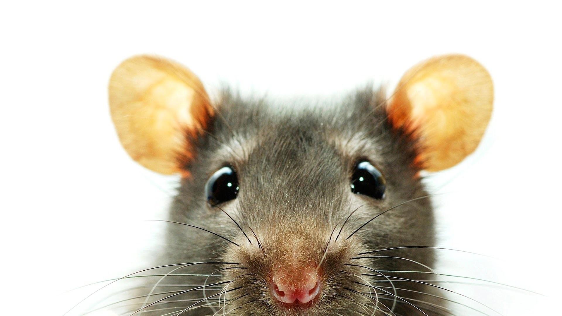 59+ Rat Wallpapers