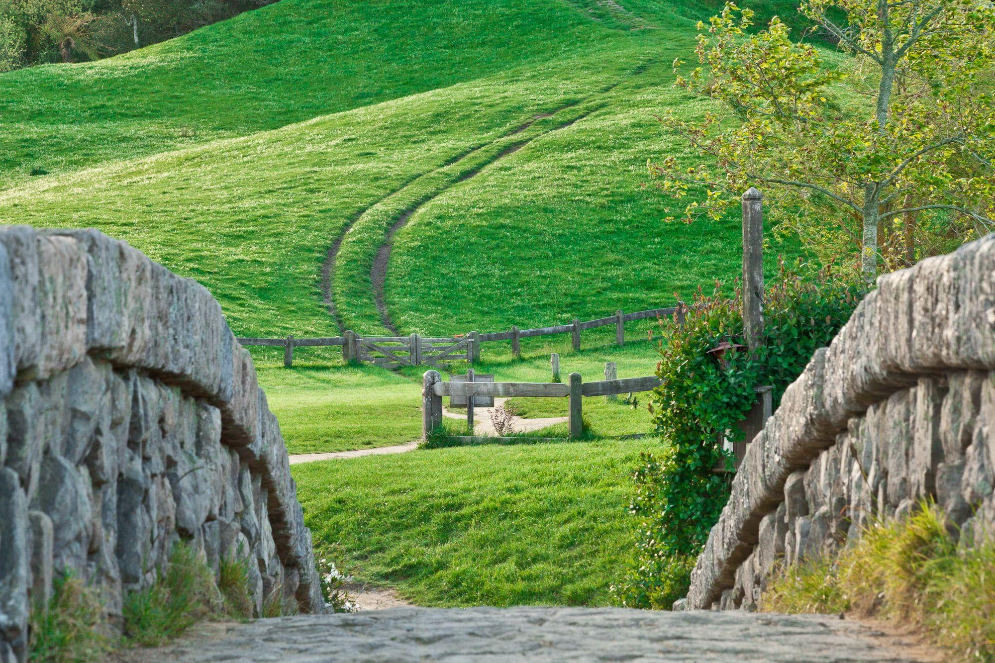 Green leafed tree, nature, landscape, Hobbiton, New Zealand HD