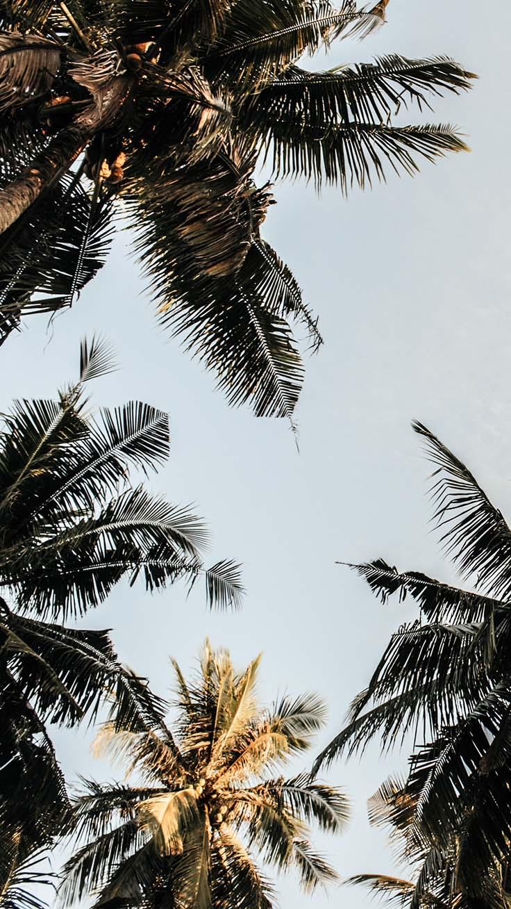 Let’s go Coconuts! Enjoy 10 Tropical iPhone Wallpapers!