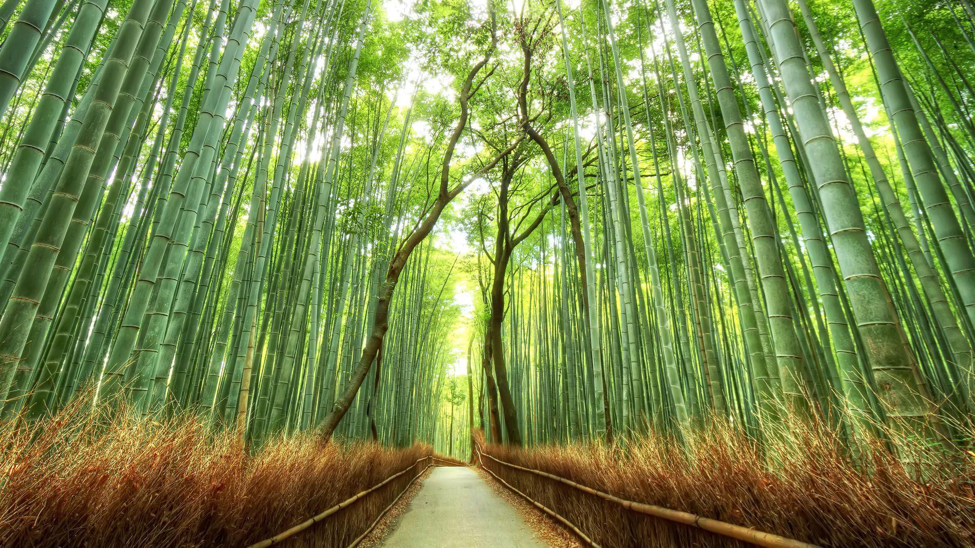 Sagano Bamboo Forest in Arashiyama Japan