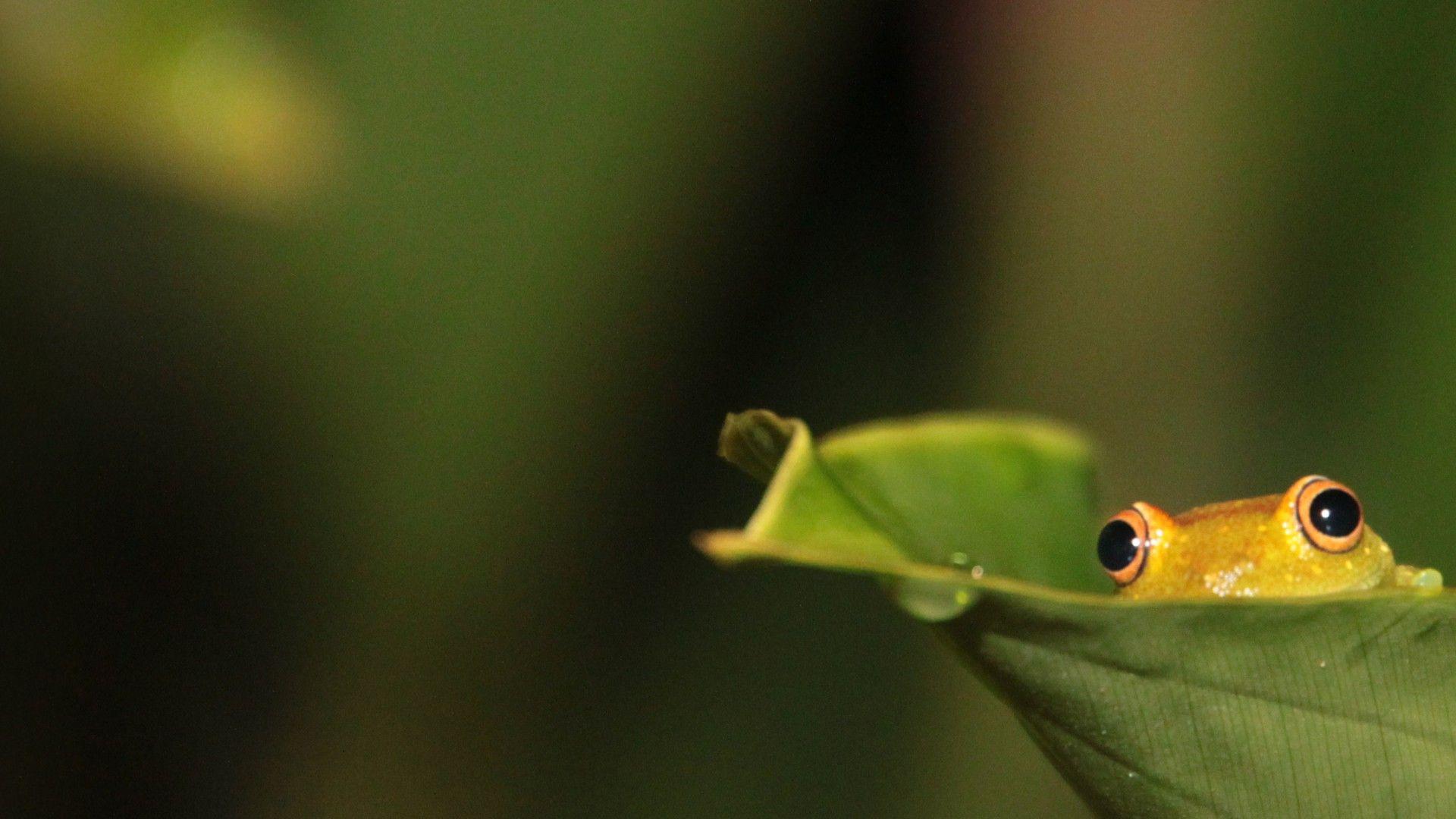 Frog hiding on leaf desktop PC and Mac wallpapers