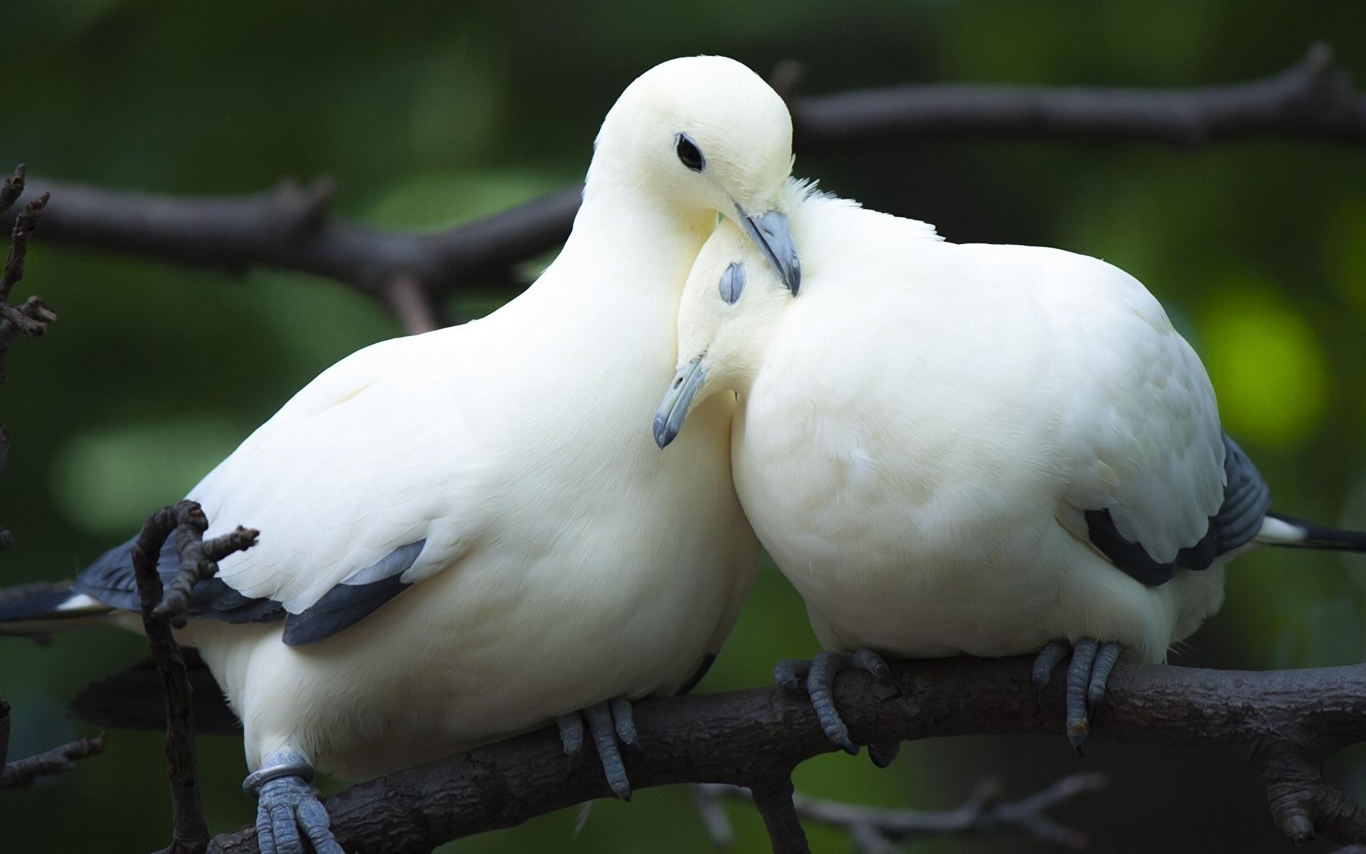 Wallpapers Birds Pigeons Two Animals