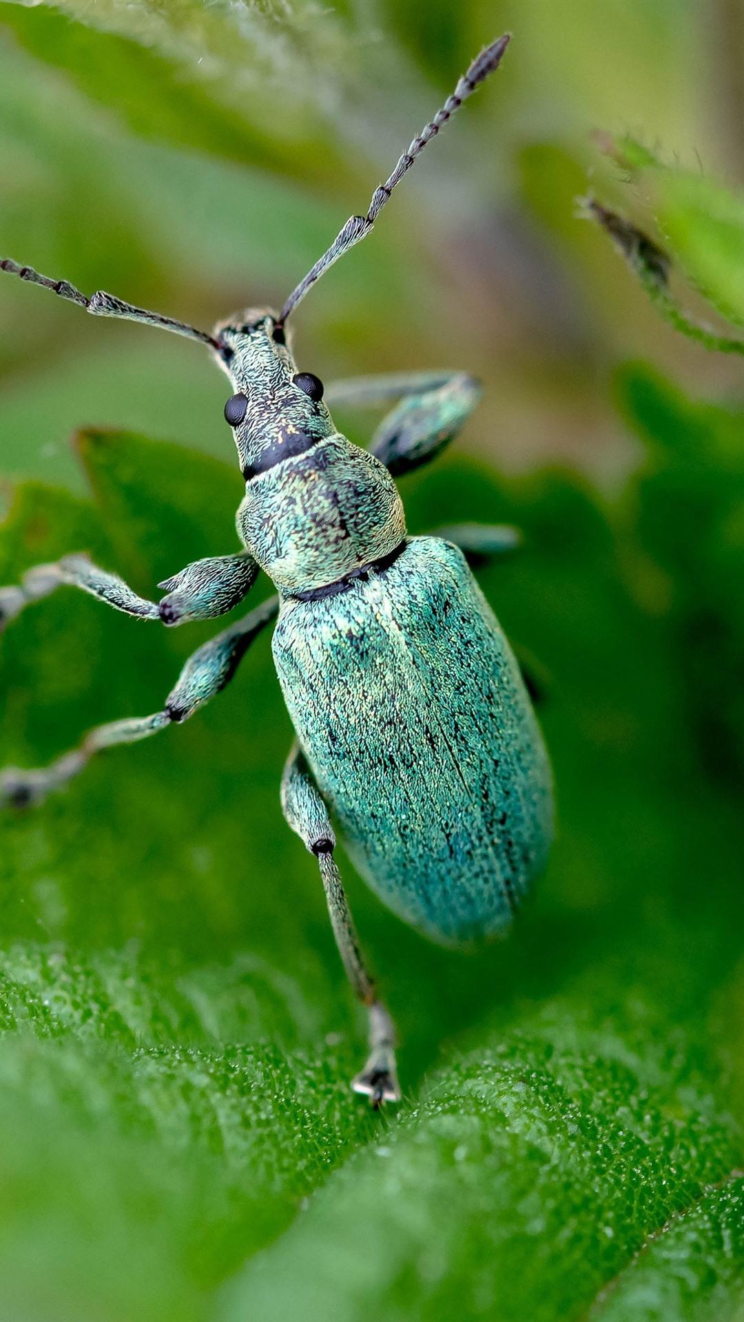 Blue beetle, insect, green leaves iPhone 8/7/6/6S