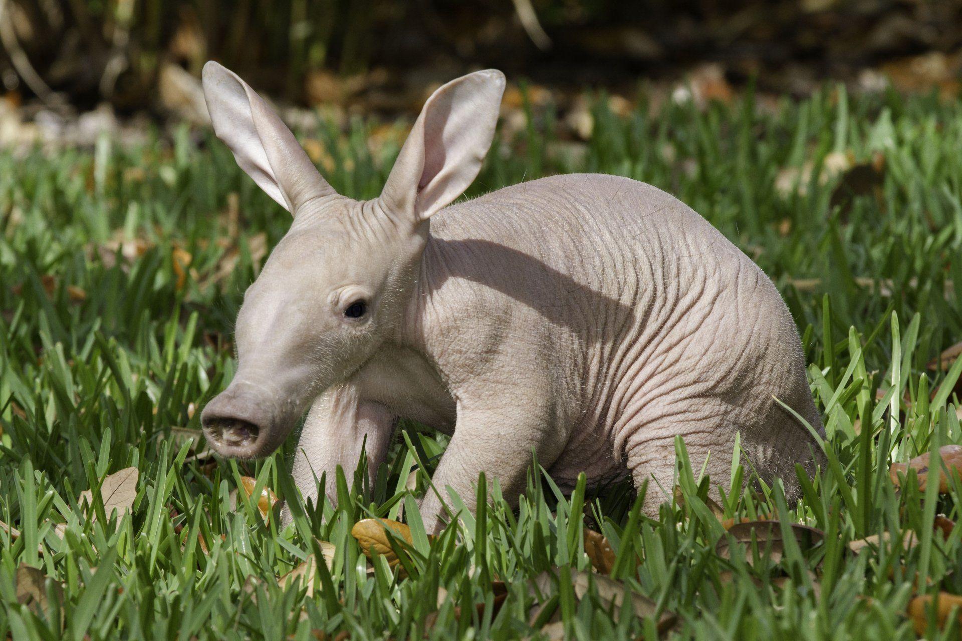 Aardvark 4k Ultra HD Wallpapers and Backgrounds Image