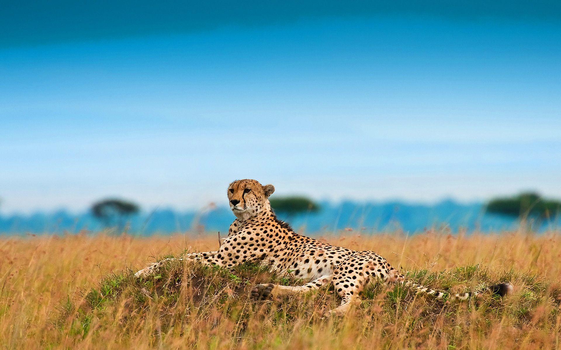 Cheetah Wallpapers 20914