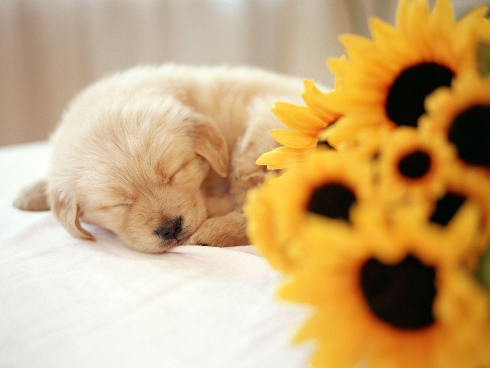 Cute Puppy Wallpapers