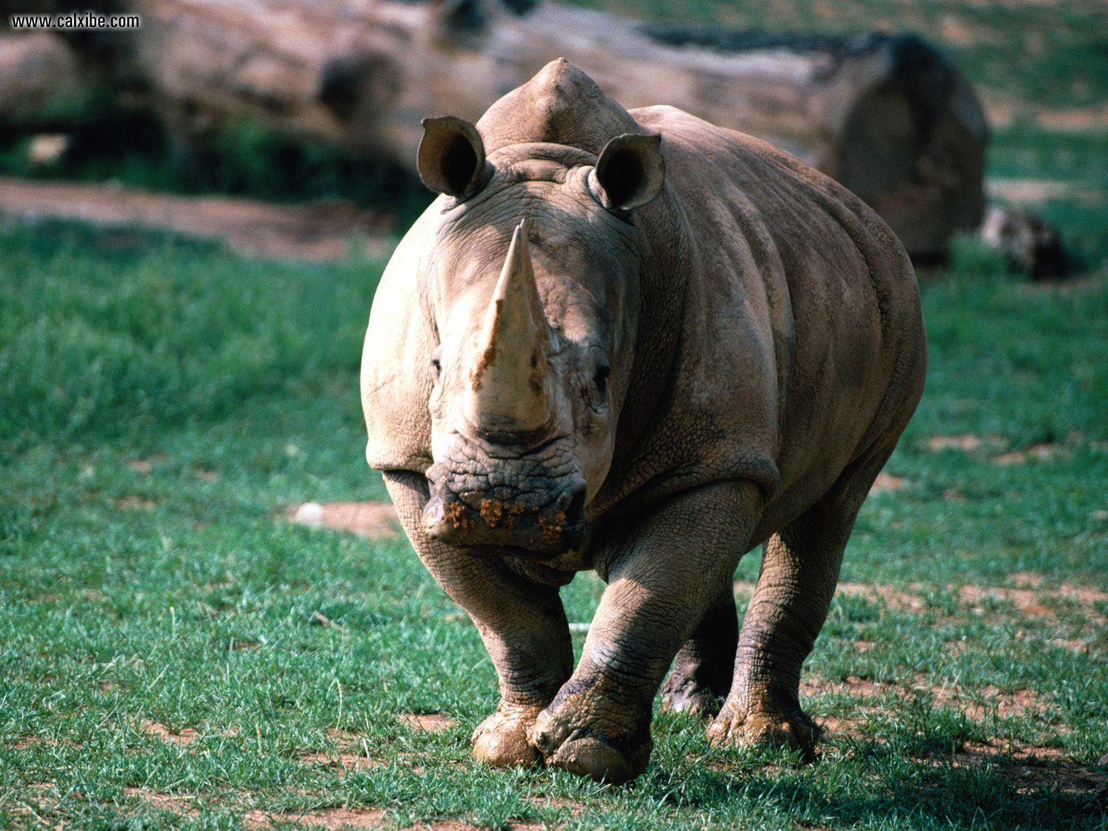 Javan Rhinoceros Wallpapers, Top 46 Quality Cool Javan Rhinoceros