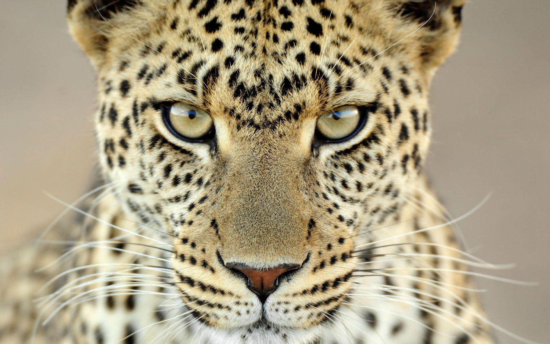 Female Leopard Tanzania Wallpapers