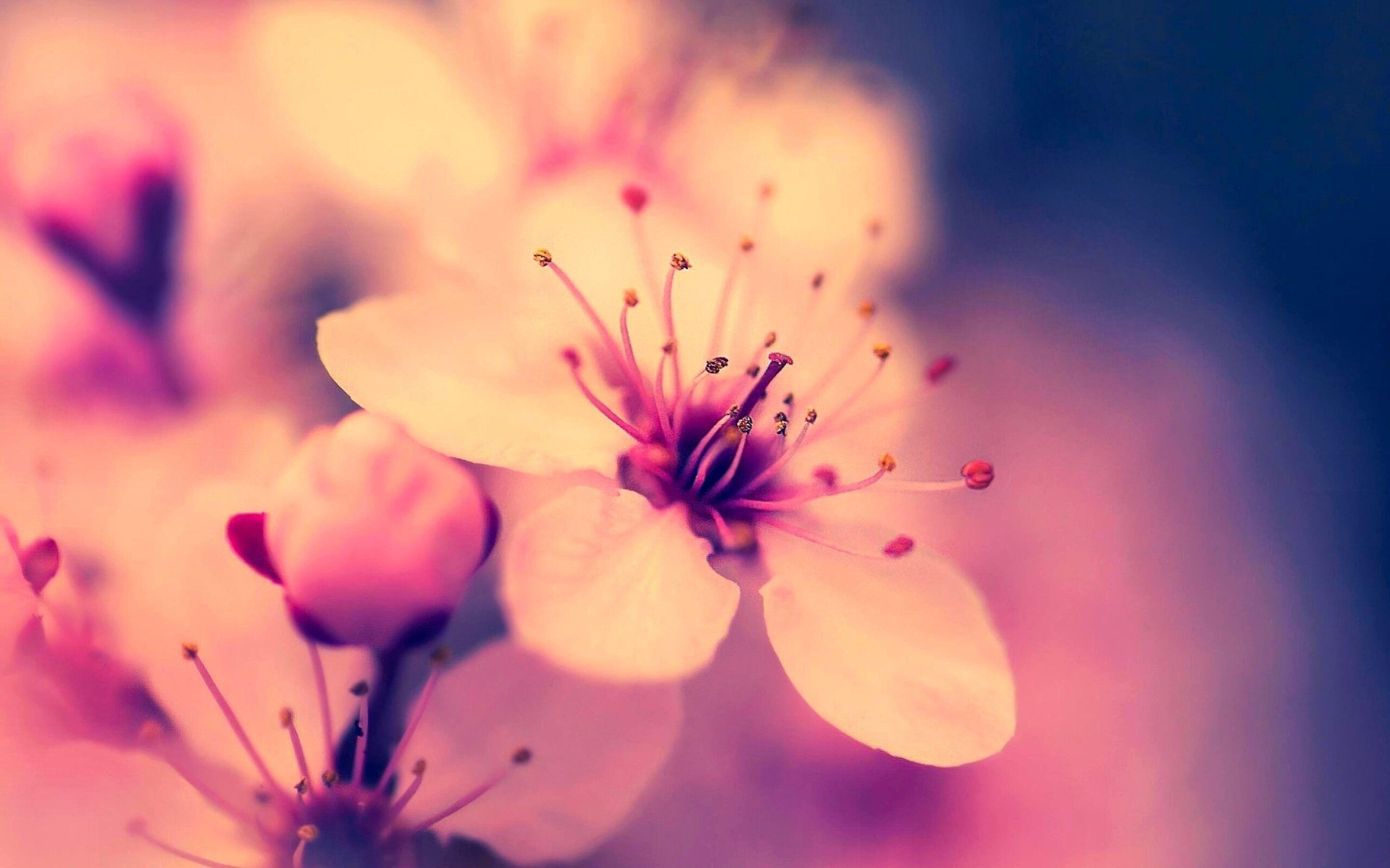 Sakura Flower Wallpapers