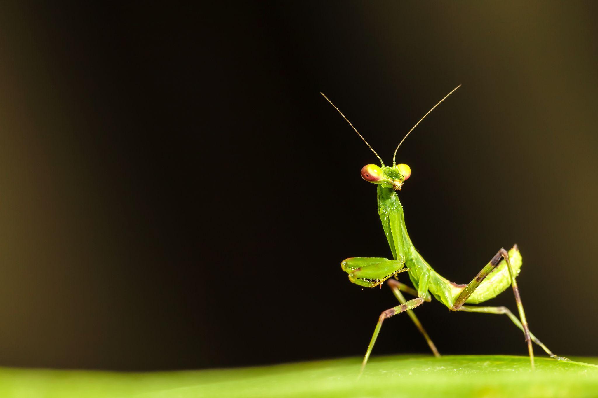 105 Praying Mantis HD Wallpapers