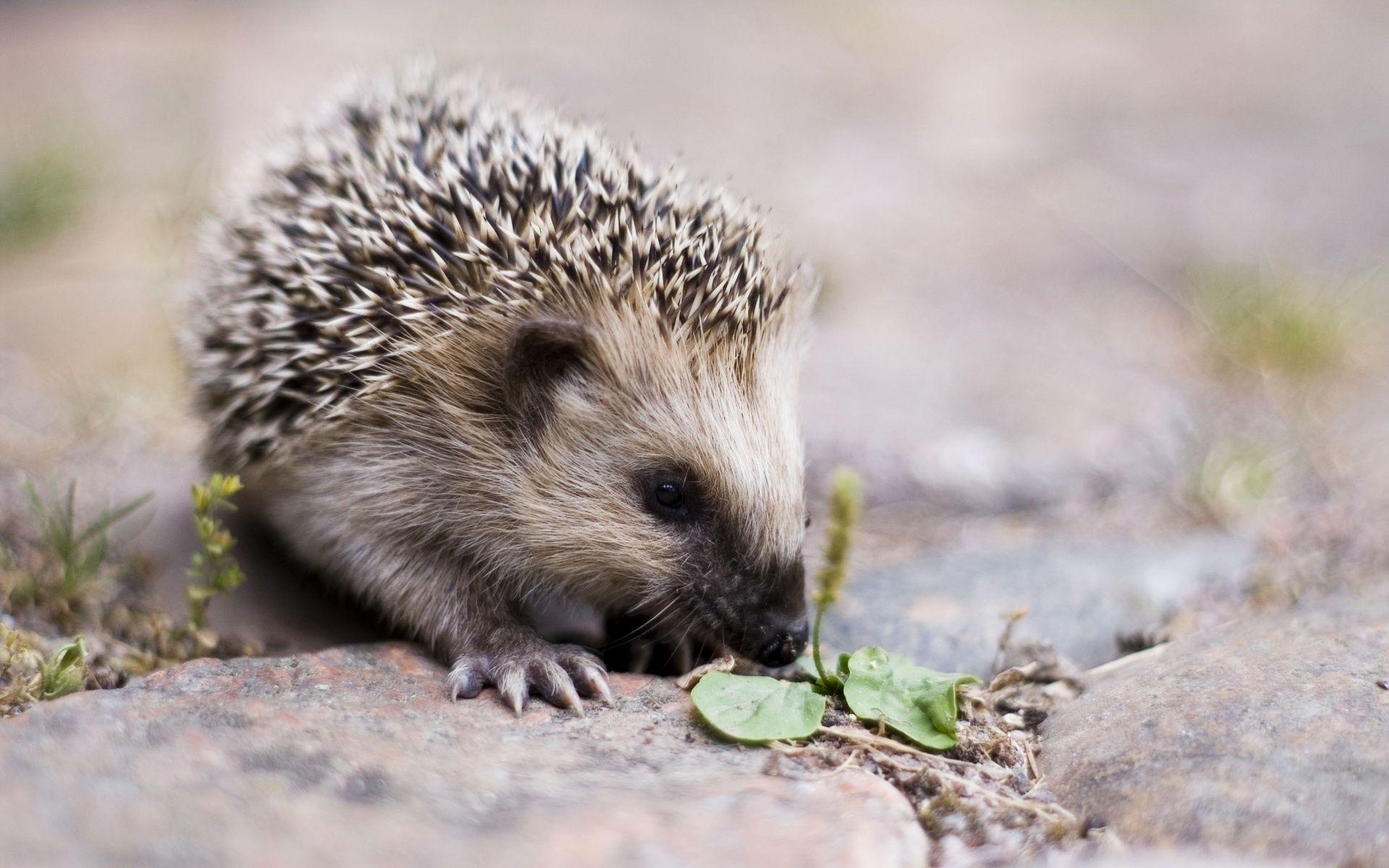 Hedgehog HD Wallpapers