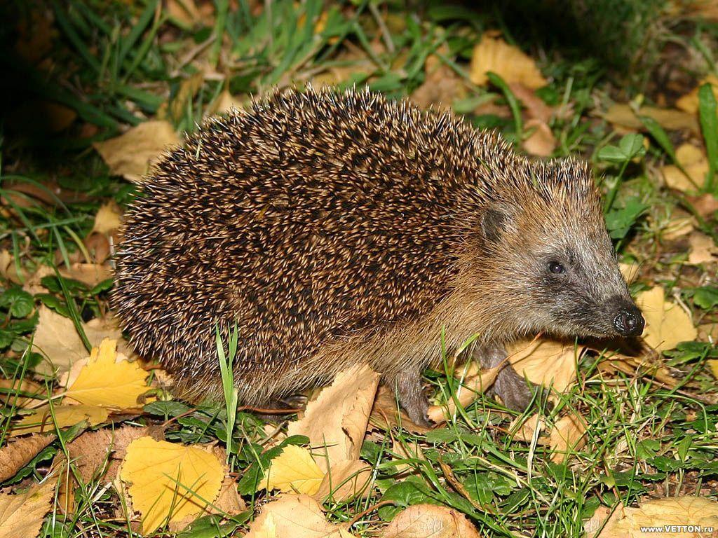 hedgehogs wallpaper: http://wallpapic/animals/hedgehogs