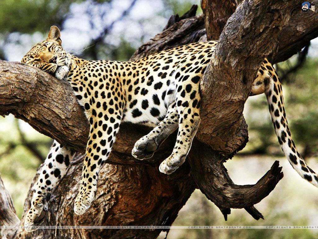 Leopards Wallpapers