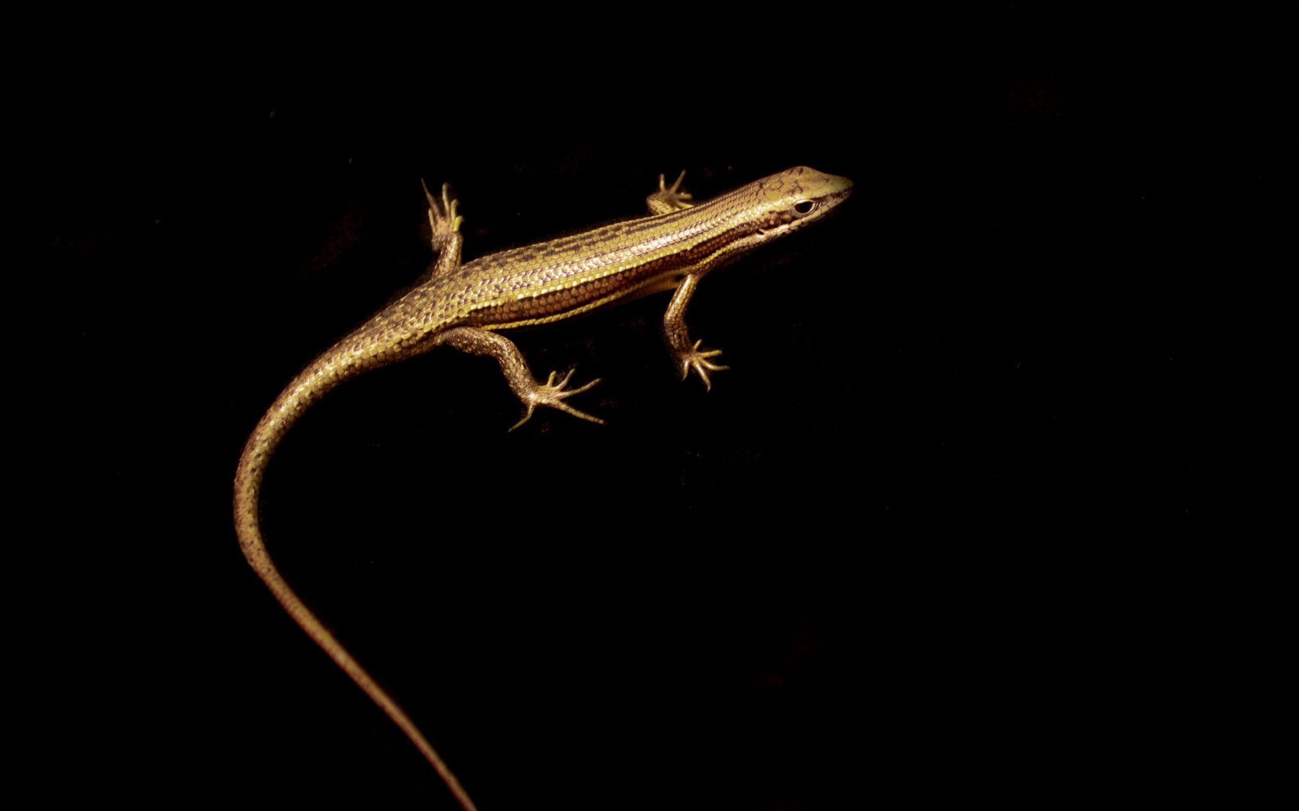 Lizard Computer Wallpapers, Desktop Backgrounds Id: 340520