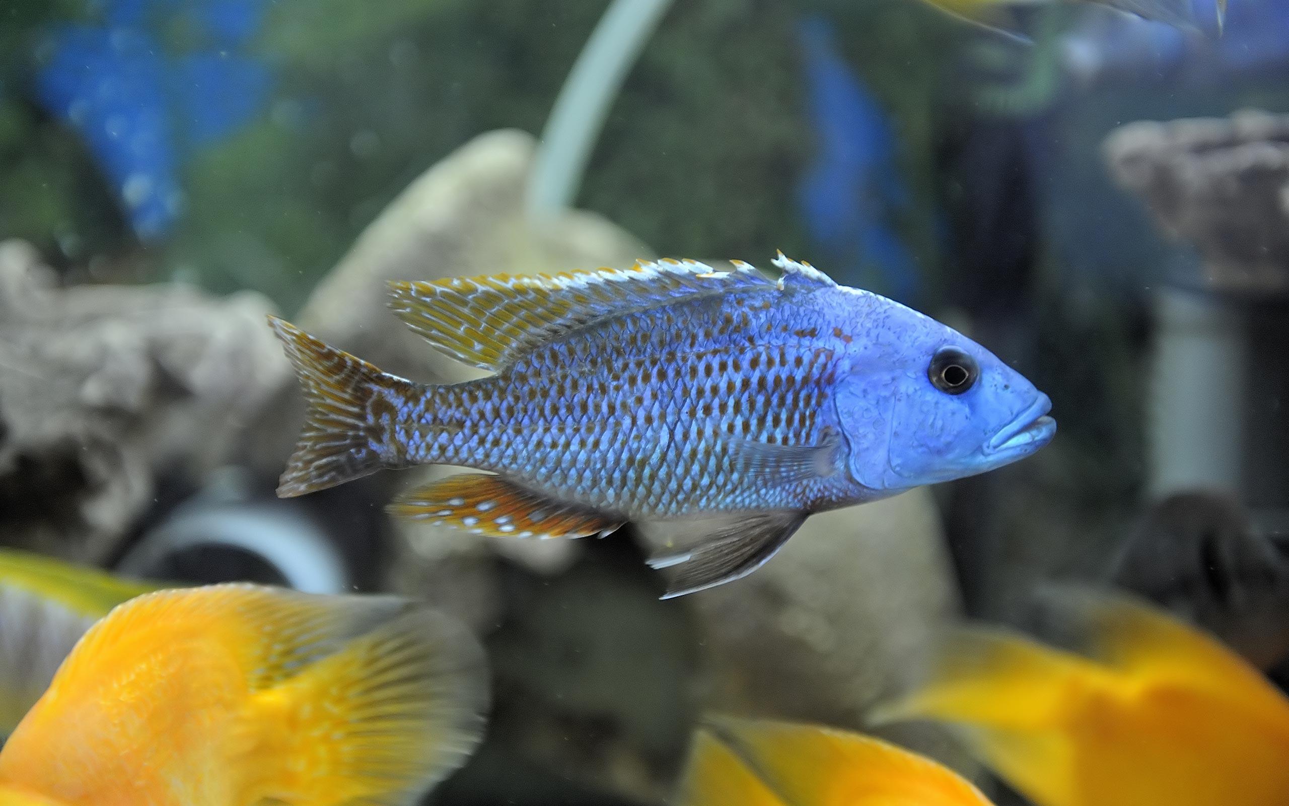 african cichlids