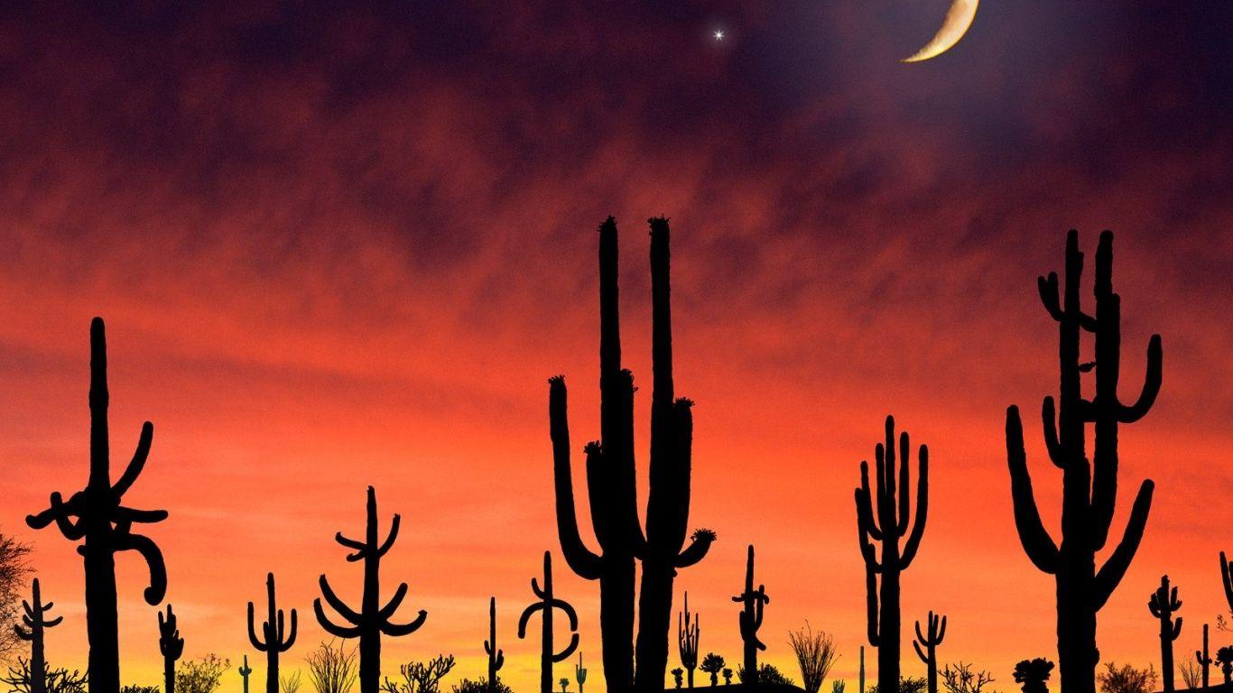 Arizona wallpapers Saguaro National Park in Arizona Wallpapers for