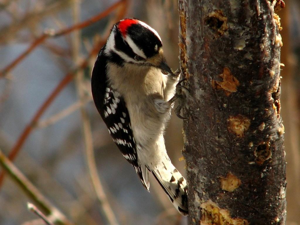 Downy Woodpecker