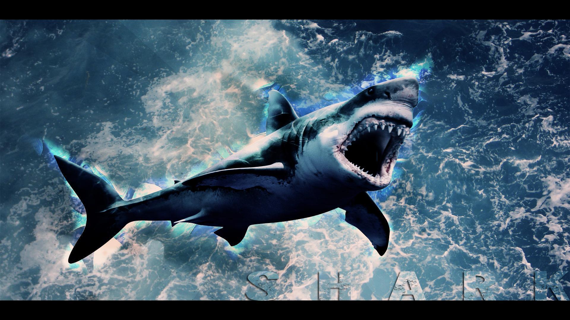 Shark Wallpapers HD by Tooyp