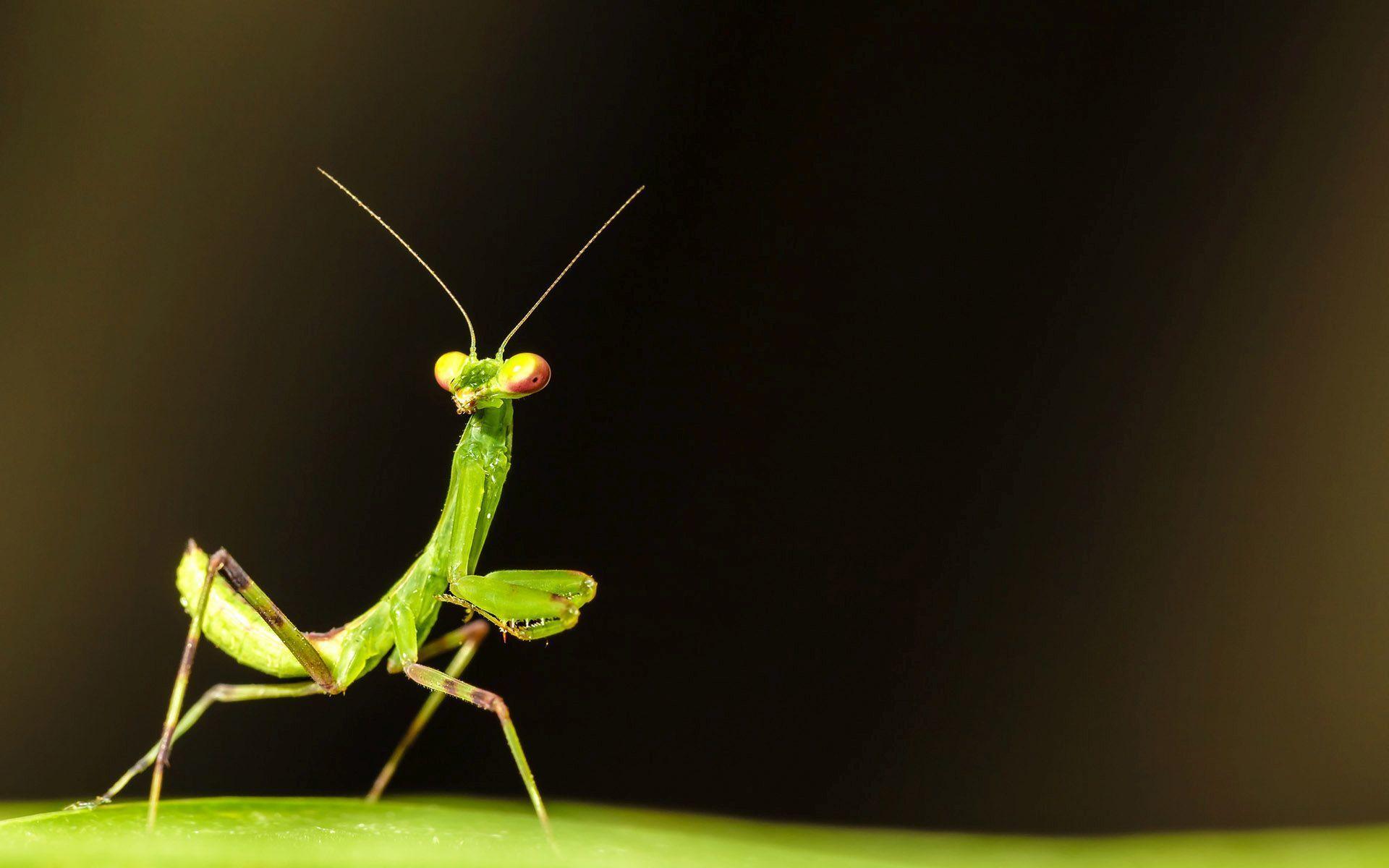 Praying Mantis Wallpapers