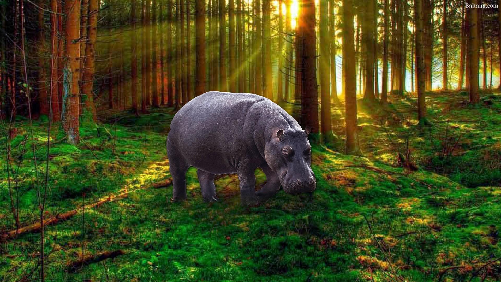 Hippo Wallpapers 14