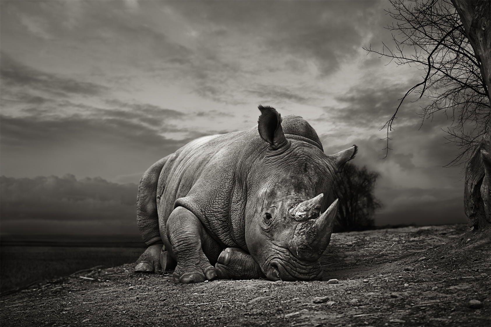 White Rhino by Thomas Marasco on 500px