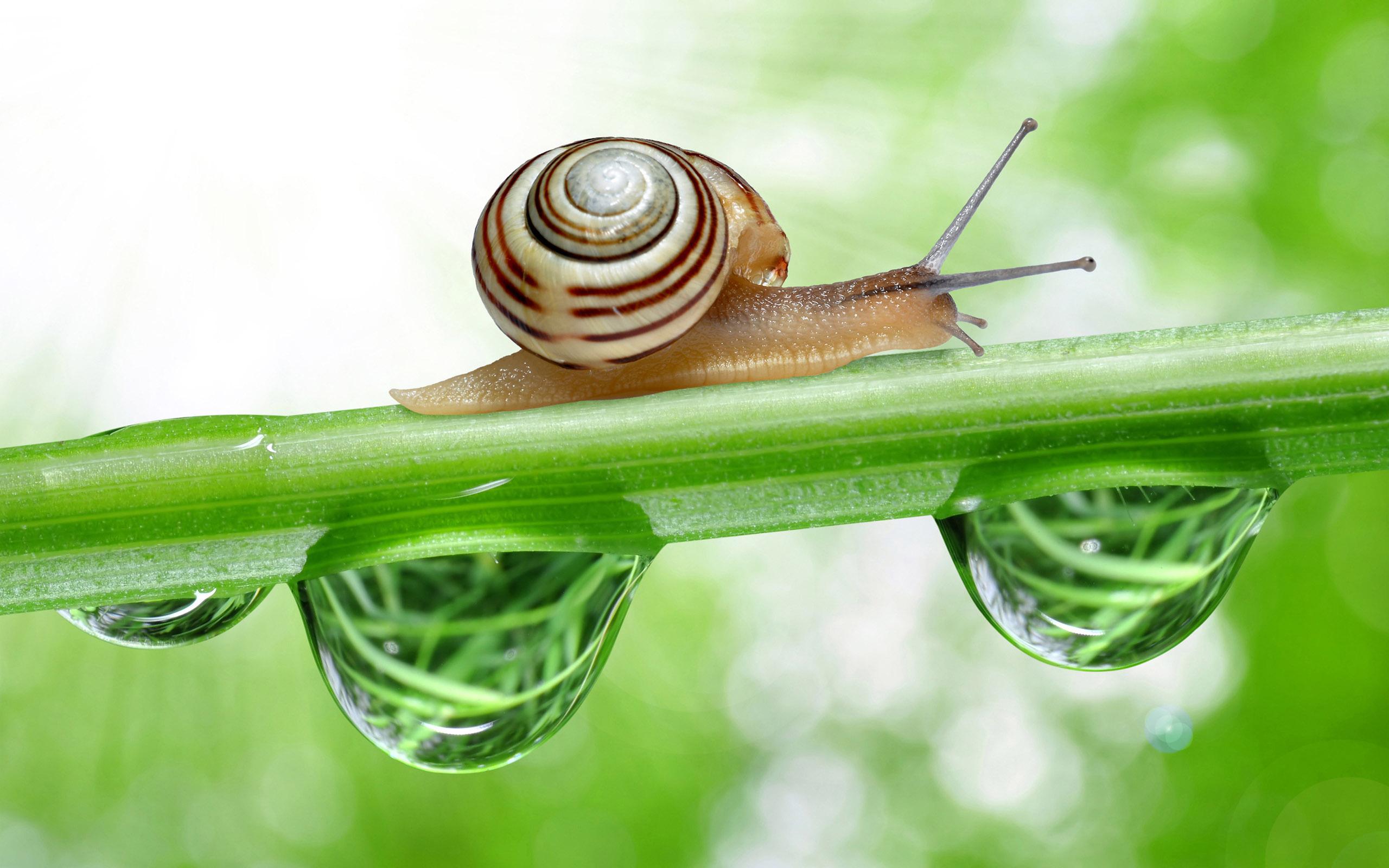 15 Ways to Get Rid of Snails & Slugs from Your Garden – Jinn