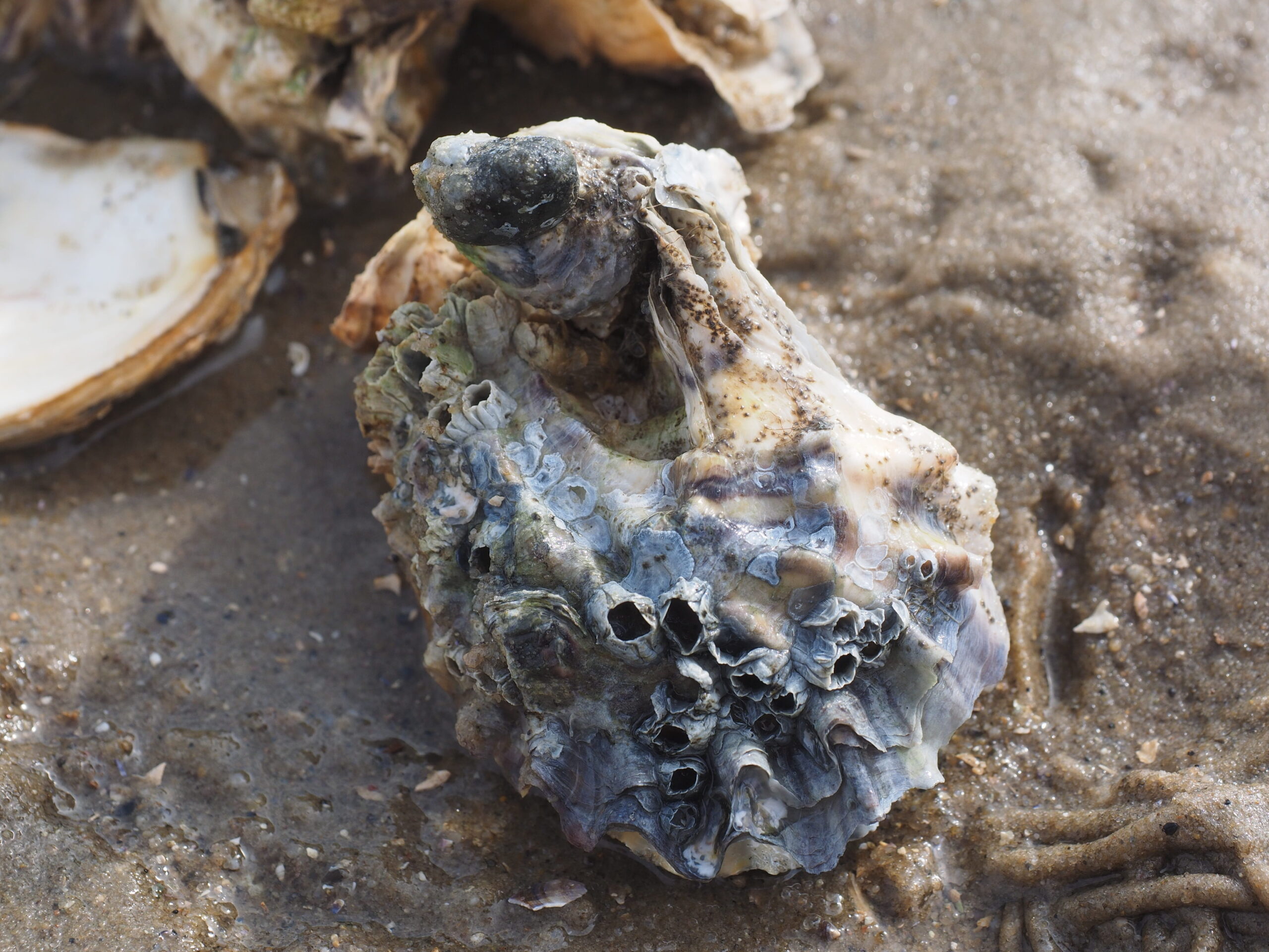 Pacific Oyster 1080P, 2K, 4K, 5K HD wallpapers free download